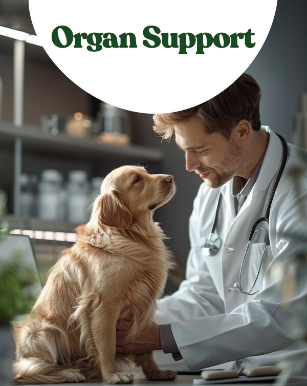 Organ Support